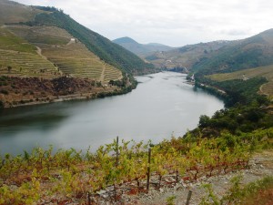 Vignoble de la Vallée du Douro